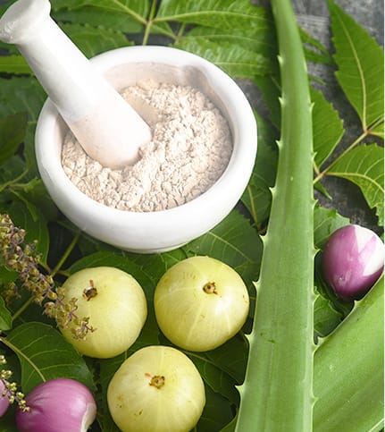 Purified Inner Leaf Fillet Powder